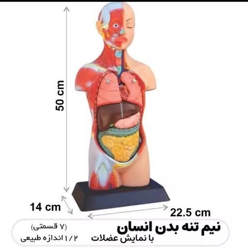 مولاژ نیم تنه با نمایش عظلات